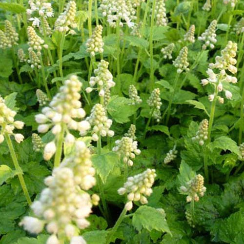 Bakker Moorgrün tiarelle cœur pot Ø9cm blanc ombre