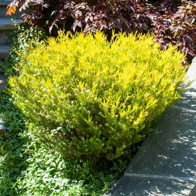 Bakker Diosma Sunset Gold plante du pêcheur pot Ø9cm doré