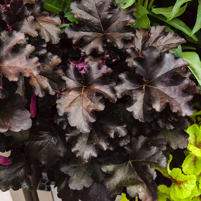 Bakker Heuchère Black Pearl vivace pot 9cm feuillage noir