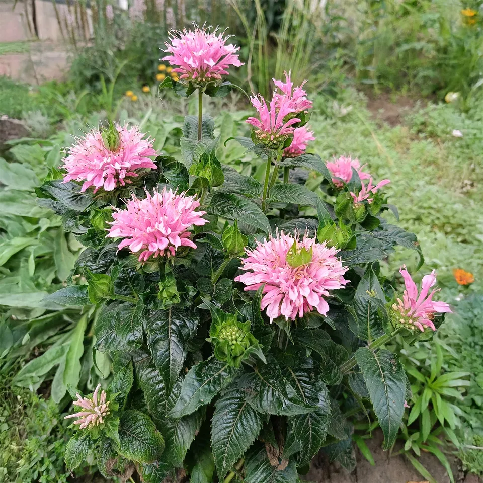 Bakker Pink Frosting Monarde Vivace Pot 9cm Rose