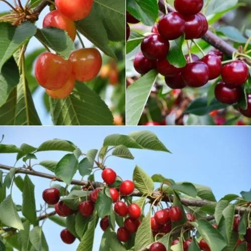 Bakker Fruitiers Collection Cerisiers Bigarreau Van Summit arbre 90-130cm