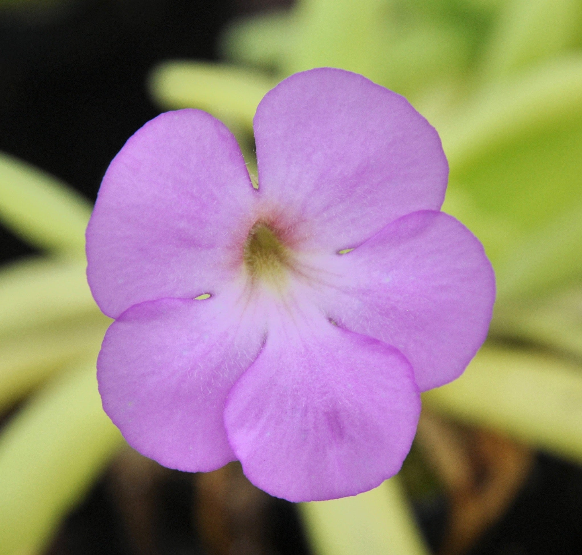 Carniflore Pinguicula moctezumae x pilosa grassette mauve
