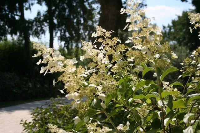 Les Hortensias du Haut Bois Kyushu hortensia panicule blanc