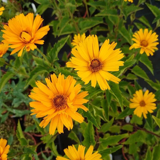Passion Vivaces Heliopsis helianthoides Prima Ball plante vivace jaune