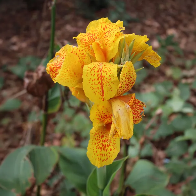 Bakker Canna Tropical Yellow bulbe jaune sachet 2 cal. I