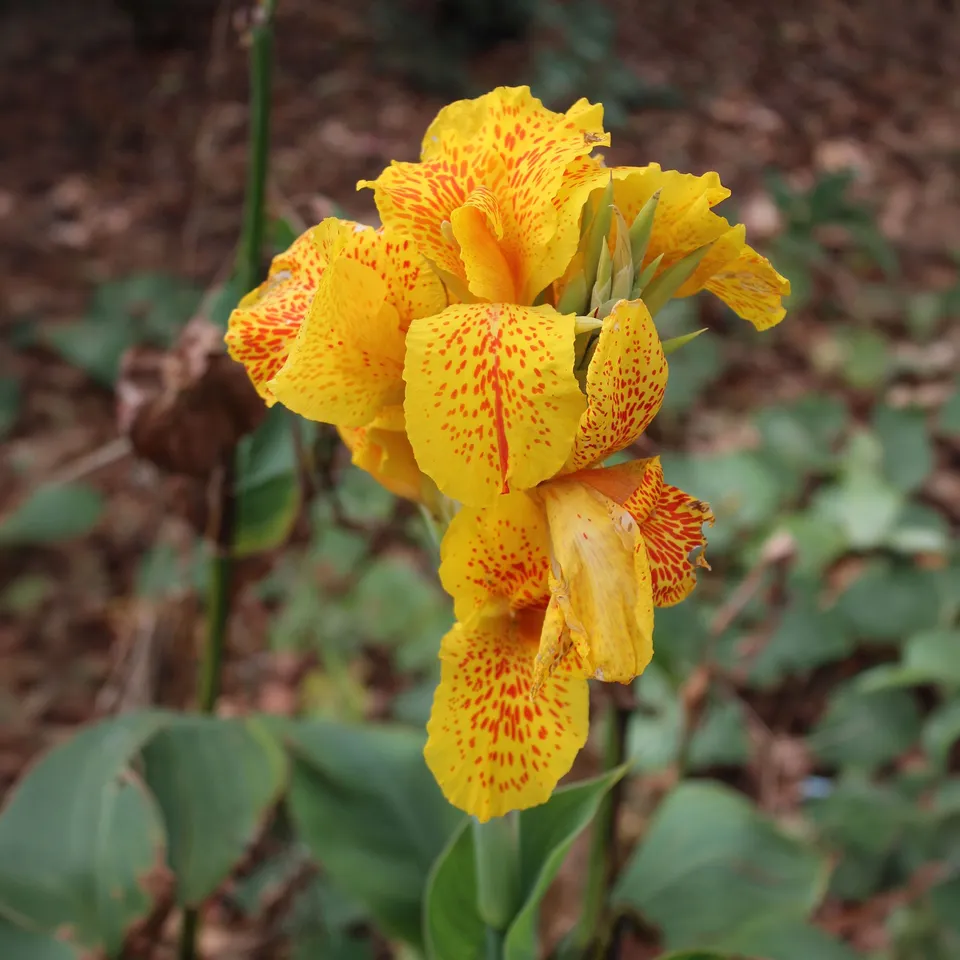 Bakker Canna Tropical Yellow bulbe jaune sachet 2 cal. I