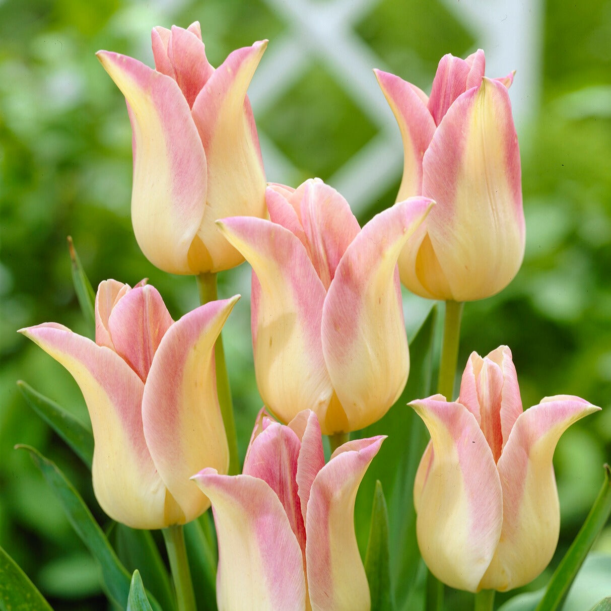 Bakker 5 Tulipes Elegant Lady bulbes fleur de lis crème