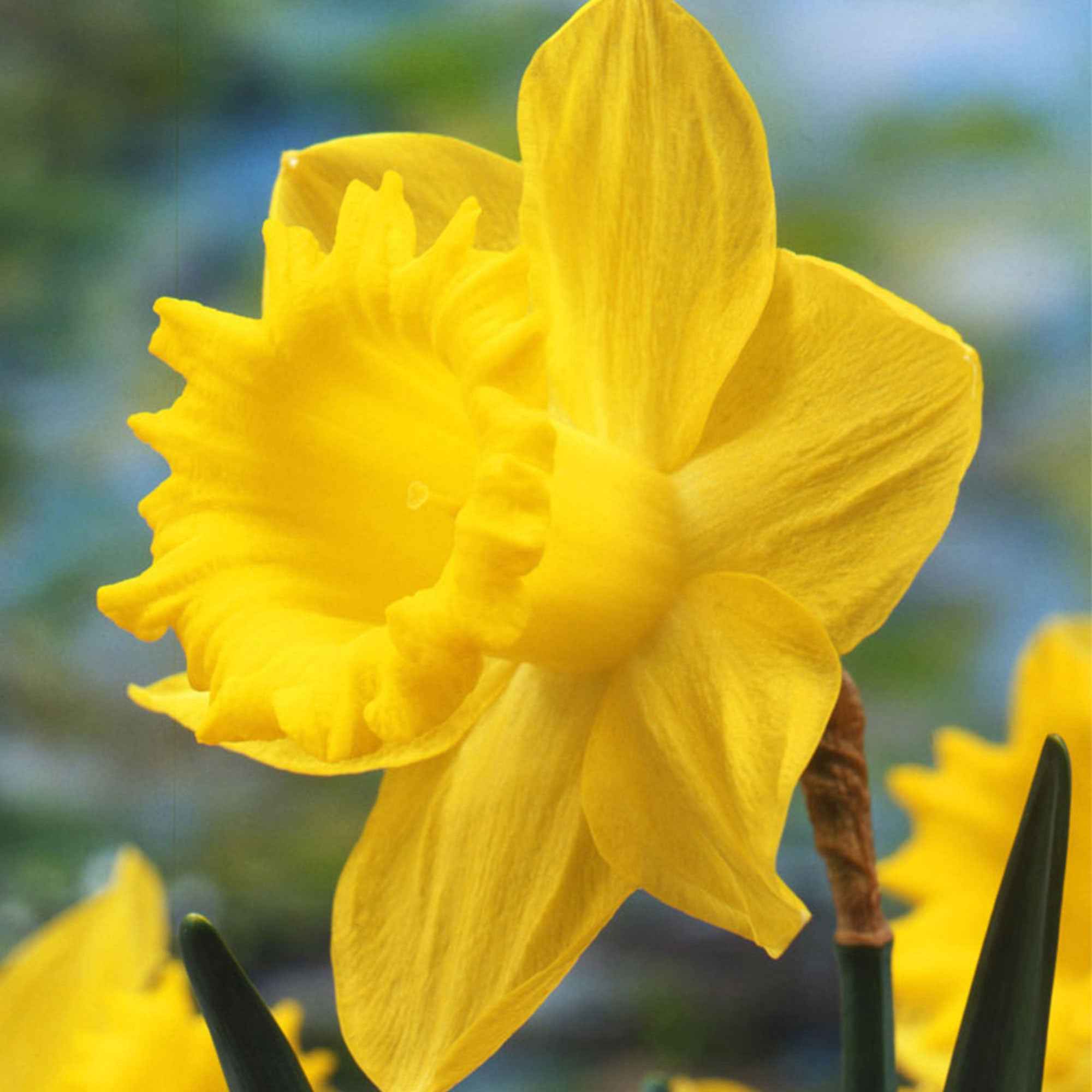 Bakker Bulbes à fleurs Dutch Master narcisse jaune sachet de 5