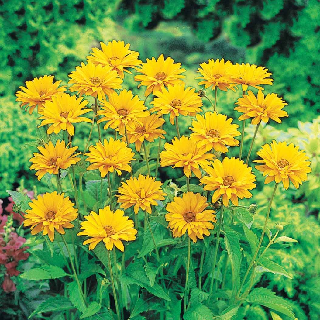 Bakker Héliopsides vivace 5 racines nues jaune soleil