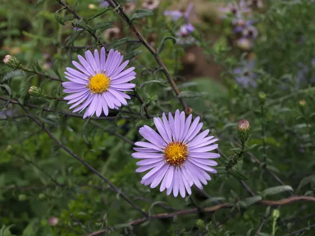 Passion Vivaces Aster laevis Arcturus vivace godet bleu