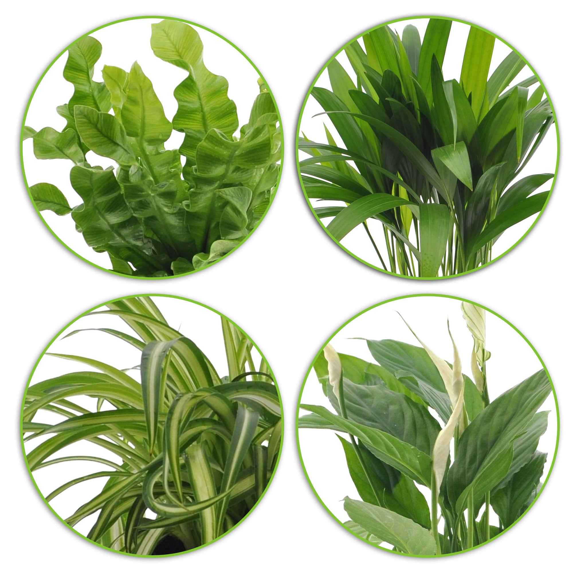 Bakker Plantes d'intérieur Collection dépolluantes 8 pots blancs faciles