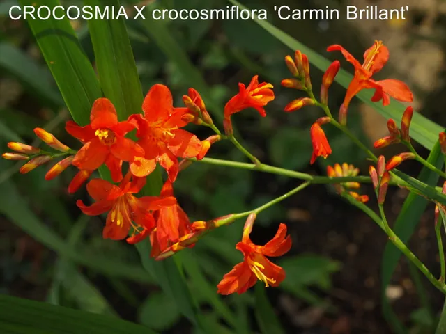 Passion Vivaces Crocosmia Carmin Brillant vivace godet orange