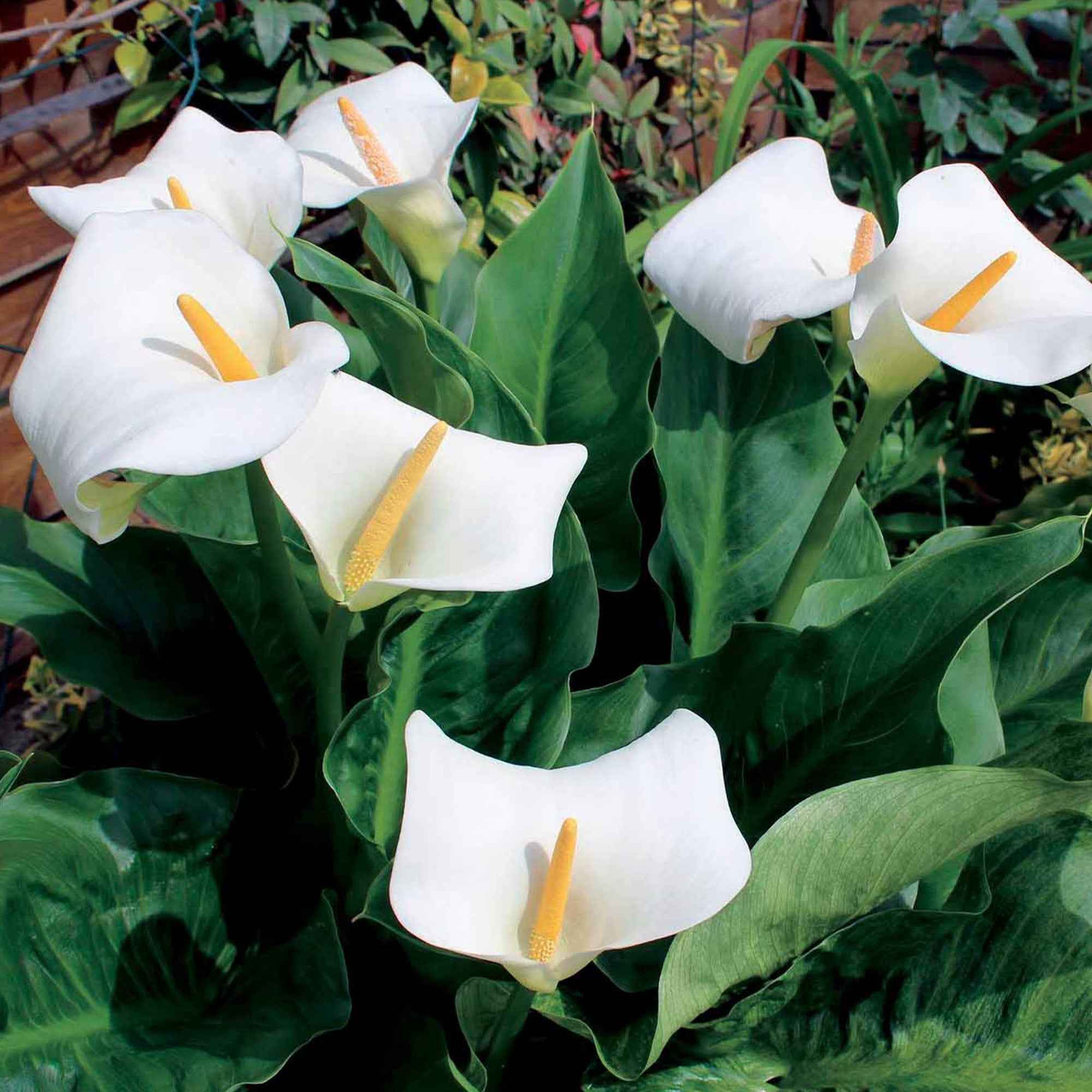 Bakker Bulbes à fleurs 2 Arums blanc d'Ethiopie sachet 2 bulbes