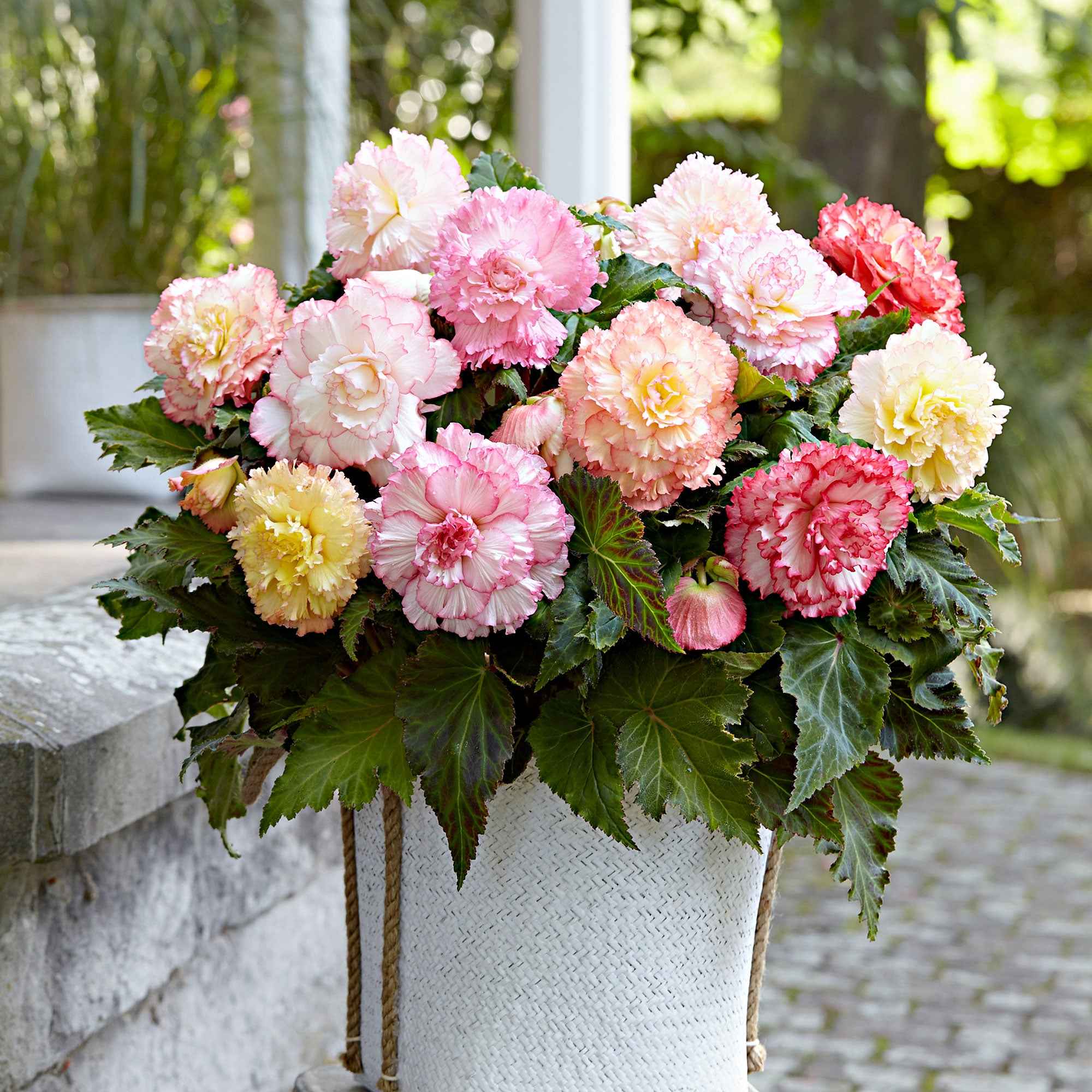 Bakker Bégonia Samba bulbe fleur double 5 bulbes mélange
