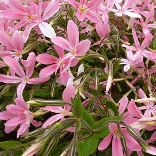 Bakker Wagon Wheel phlox vivace pot 9cm rose