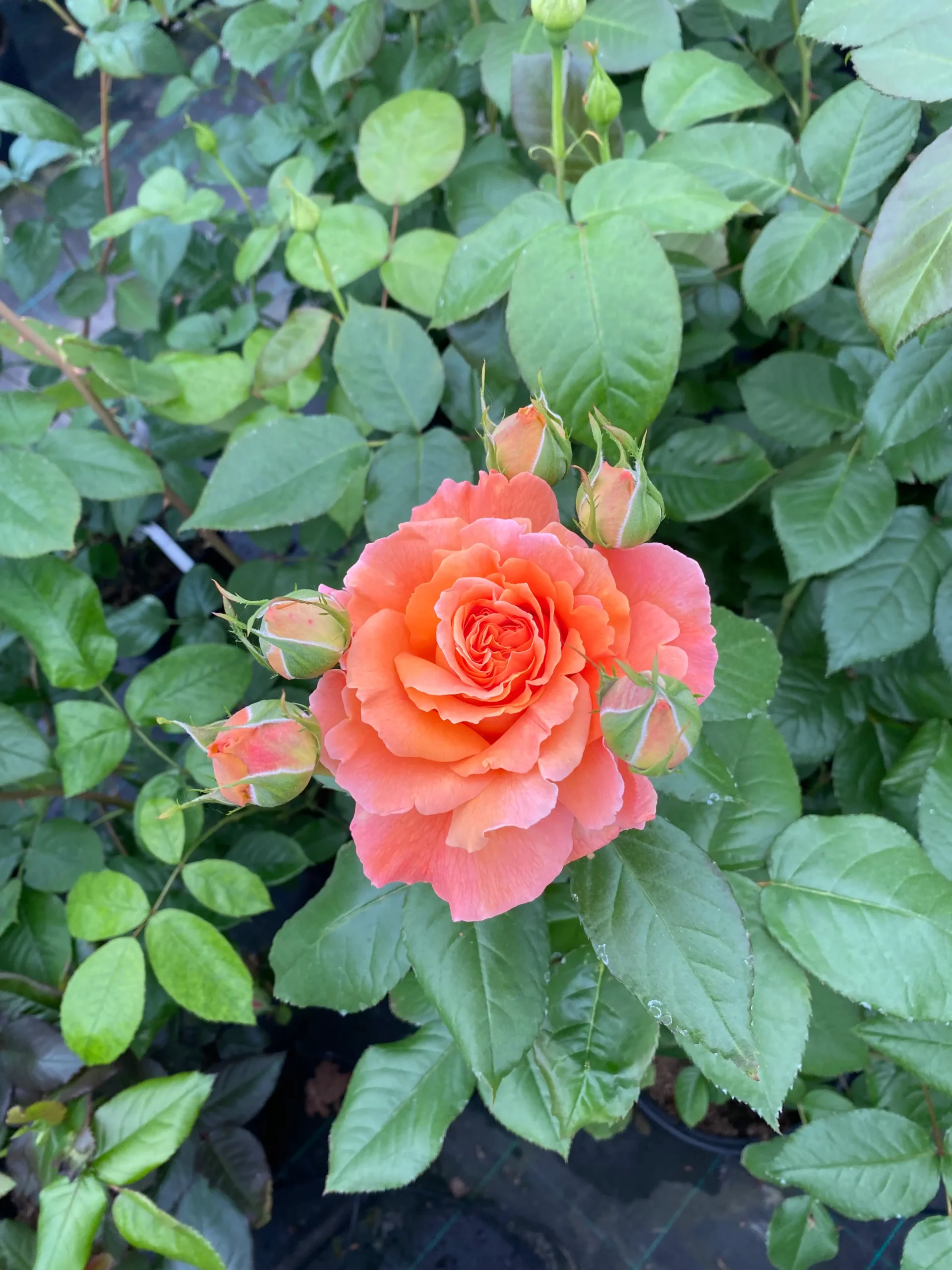 Michel Adam Adatzarine rosier buisson godet orange mandarine