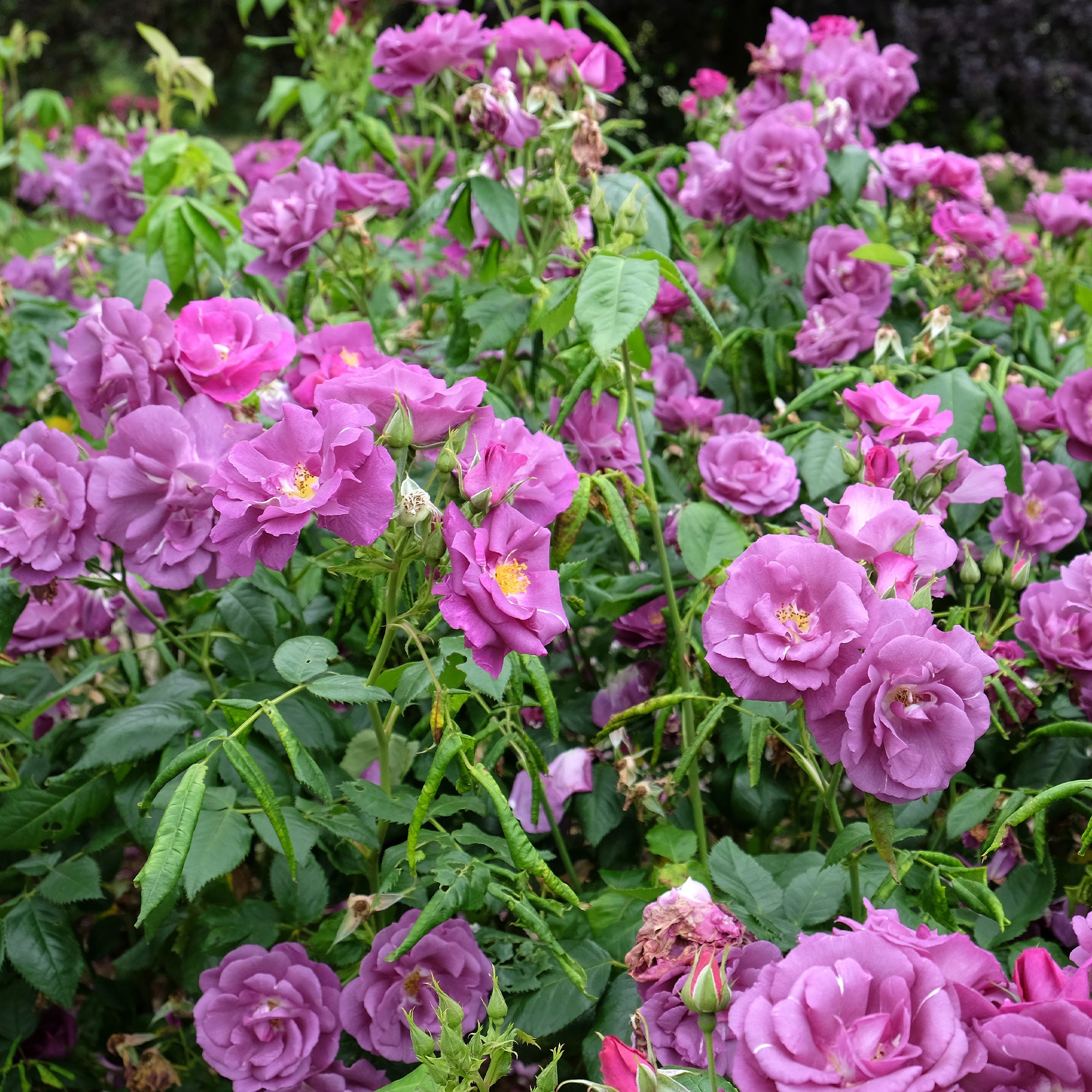 Bakker Rosier Rhapsody in Blue buisson violet pot 4 L