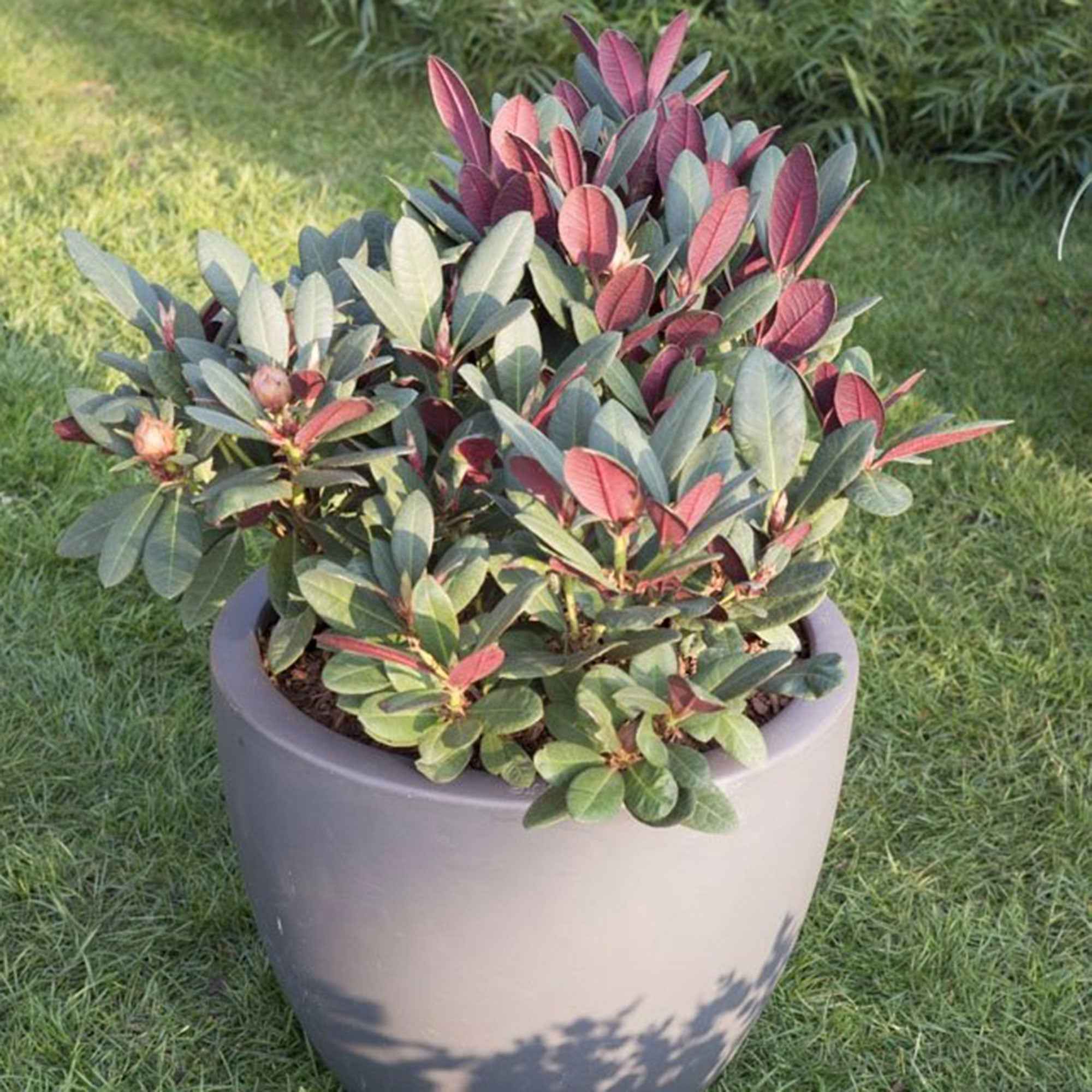 Bakker Rhododendron Wine & Roses arbuste pot 3L rose