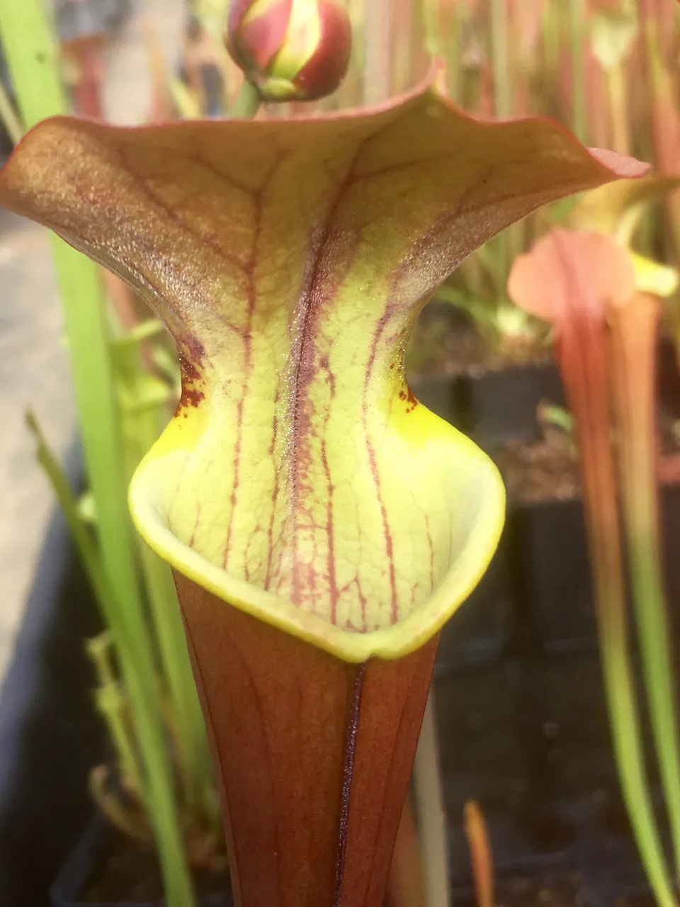 Carniflore Sarracenia x tygo plante carnivore rouge pot 11cm