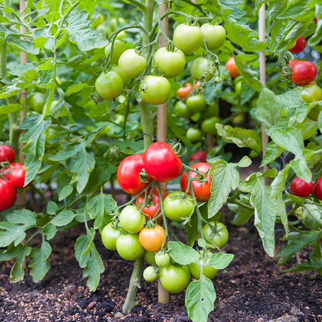 Bakker Vitador F1 graines de tomate 50 graines sauce