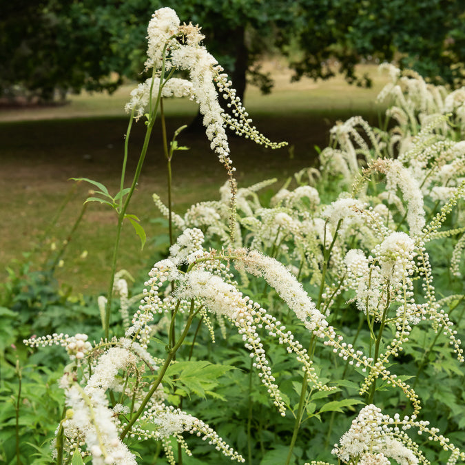 Bakker Cierge d'argent Bugbane plante vivace pot Ø 9cm blanc