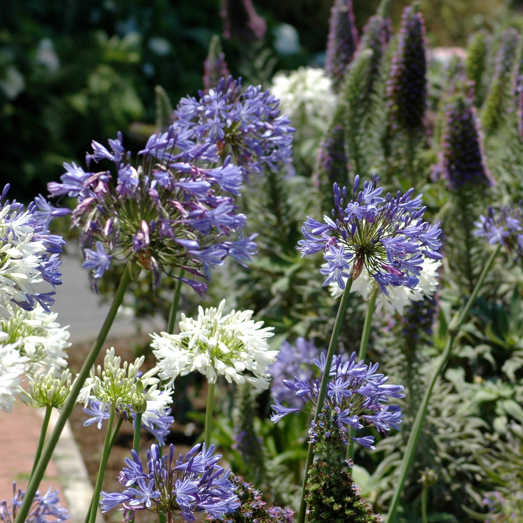 Bakker Agapanthes violettes blanche vivace lot 3 racines