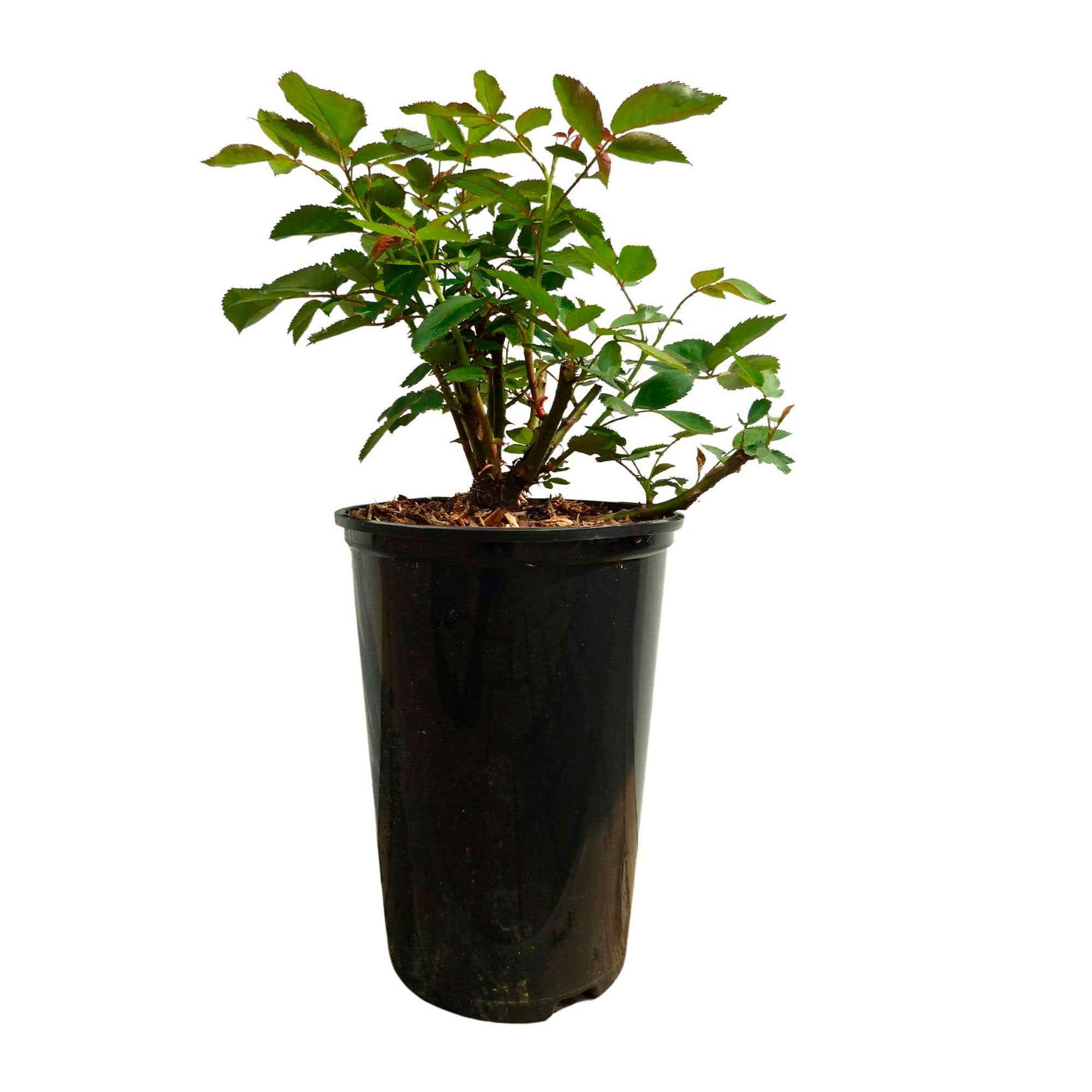 Bakker Rosier Grimpant Ozeana Pot 4L 15-40cm Rose Parfumé