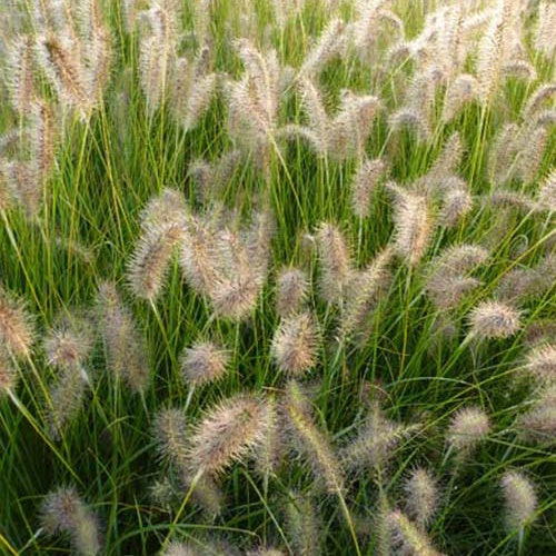 Bakker Pennisetum GoldStrich Herbe aux Écouvillons Pot 9cm