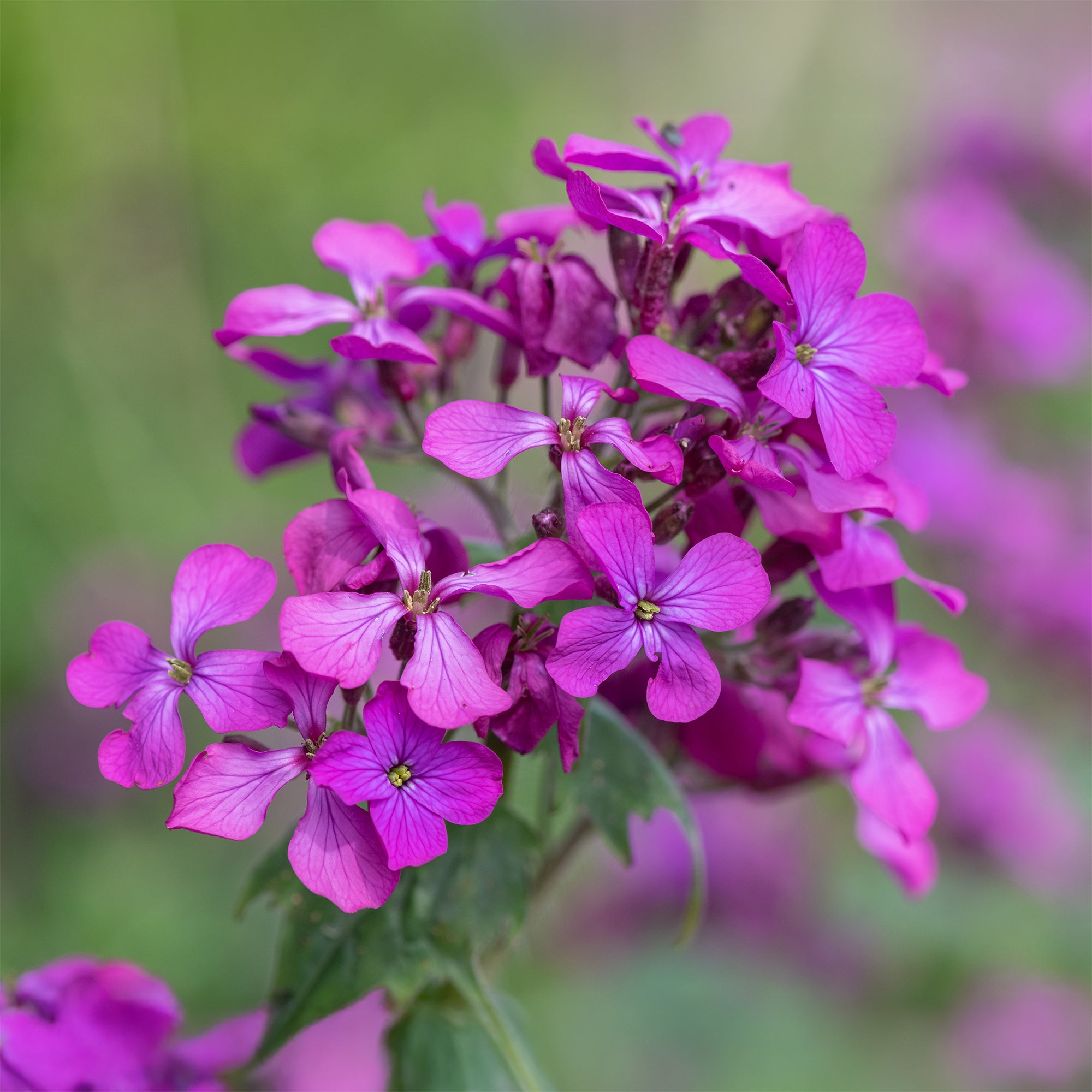 Bakker Monnaie du pape vivace pot 9cm fleurs violettes