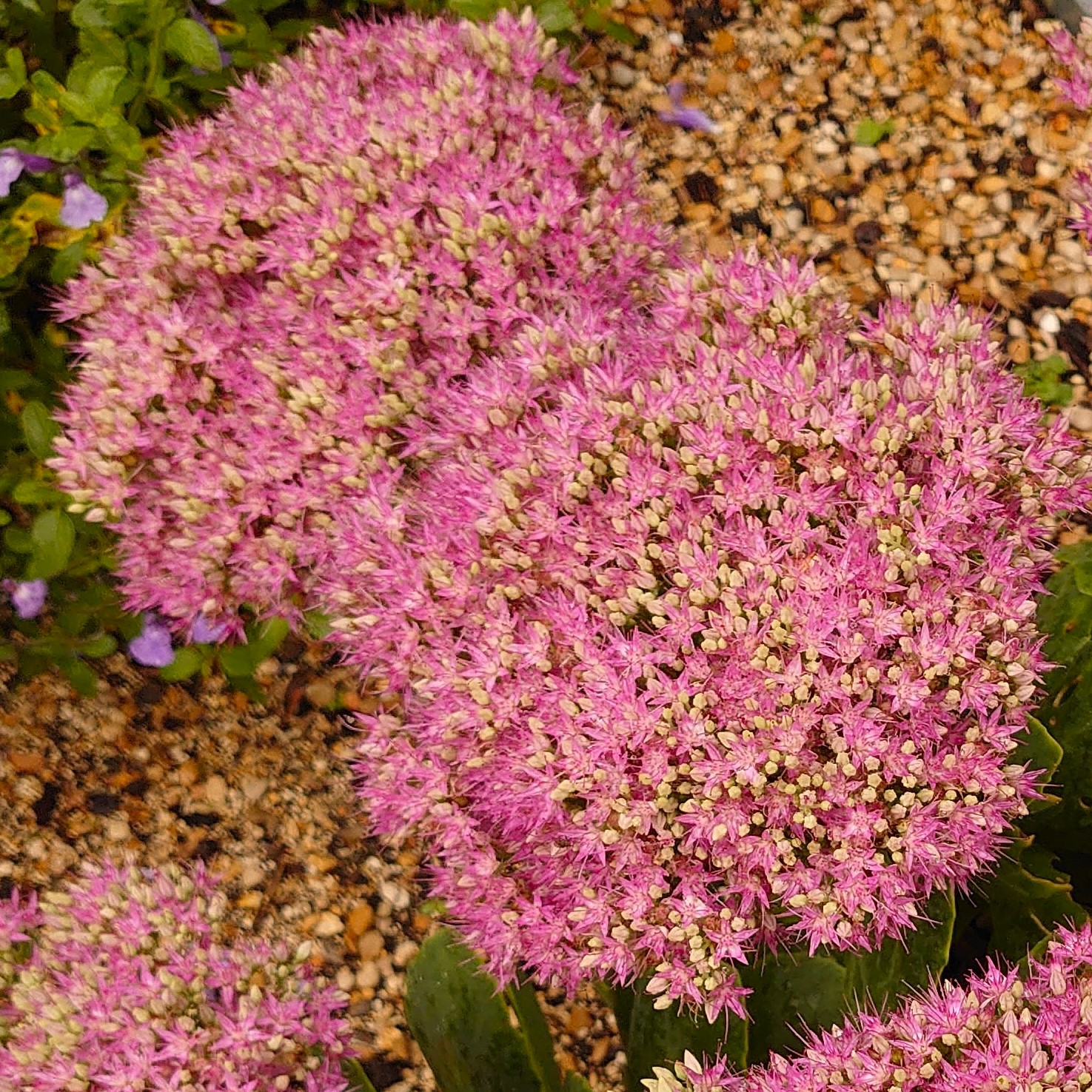 Passion Vivaces Sedum spectabilis Lisa vivace rose foncé