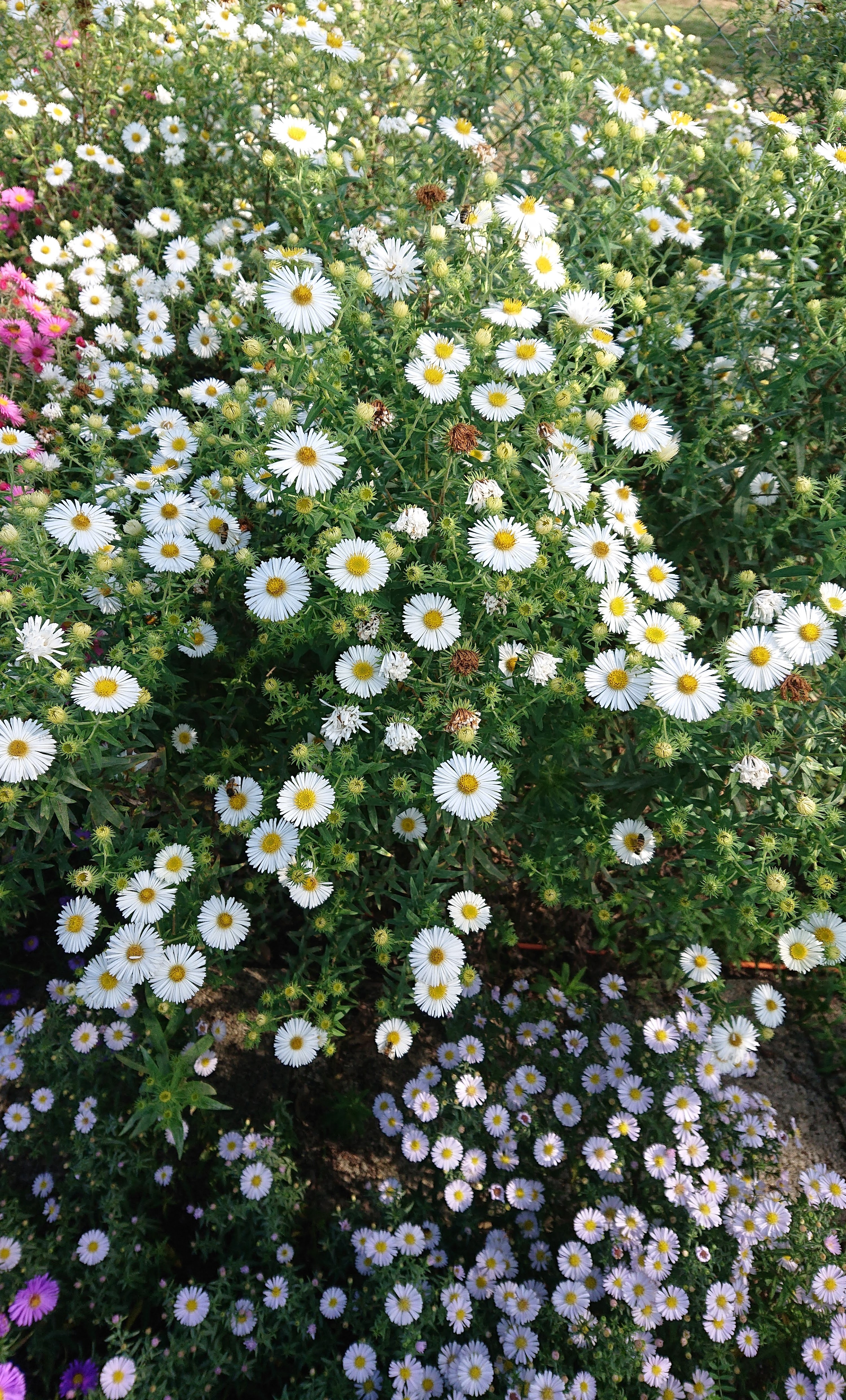 Passion Vivaces Aster Herbstschnee vivace godet blanc