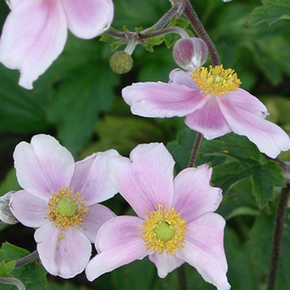 Bakker Robustissima anémone du Japon pot 8 cm blanc rosé