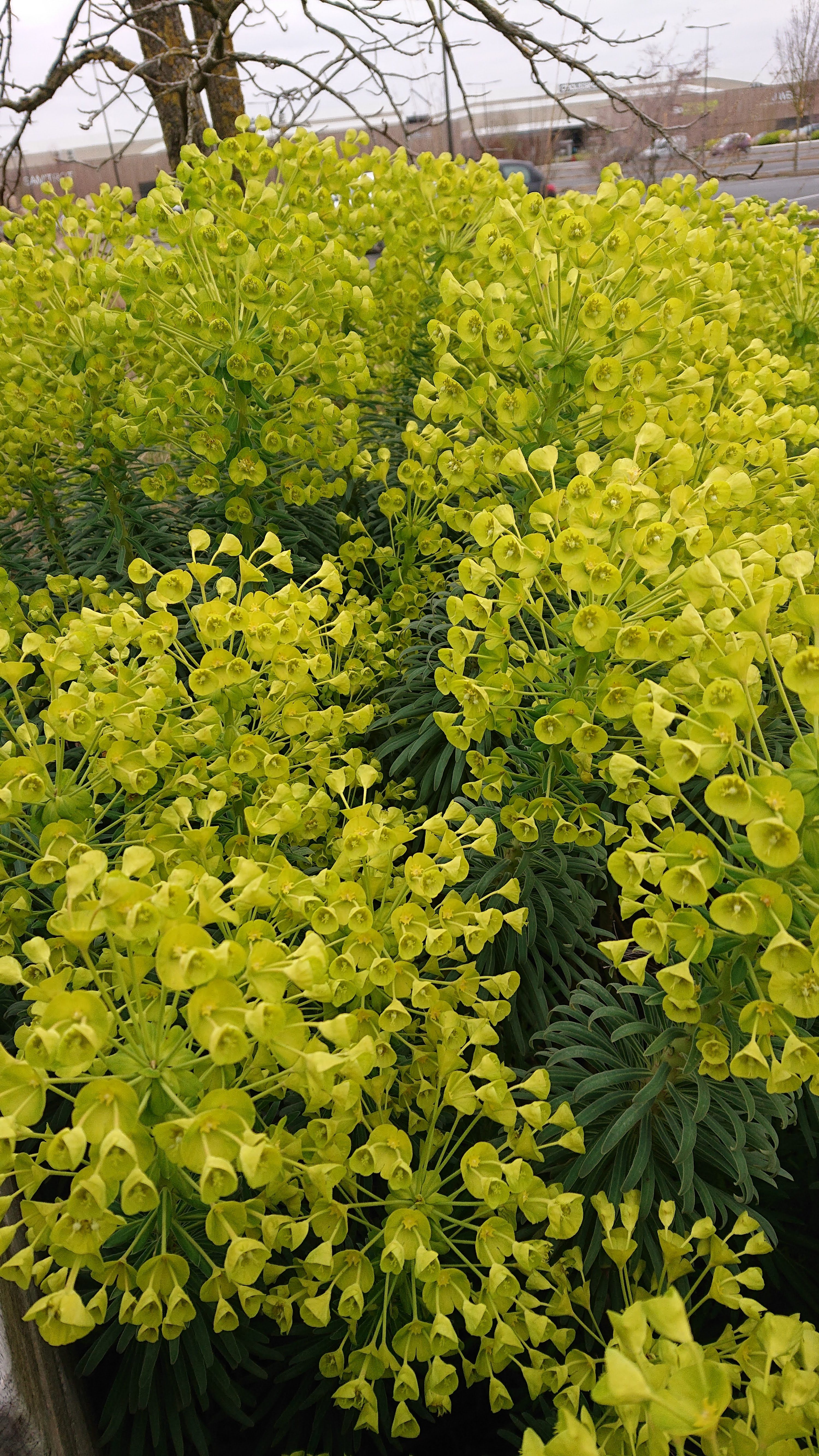 Passion Vivaces Euphorbia characias Wulfenii pot 1 litre
