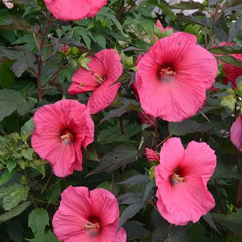 Bakker Hibiscus marais Planet Griotte arbuste pot 2L géant