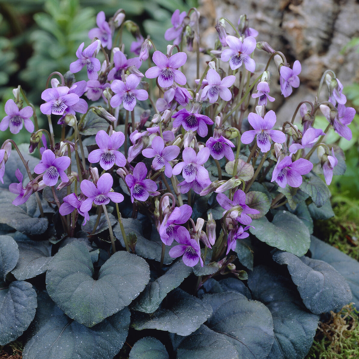Bakker Violette de Labrador vivace pot 9cm pourpre