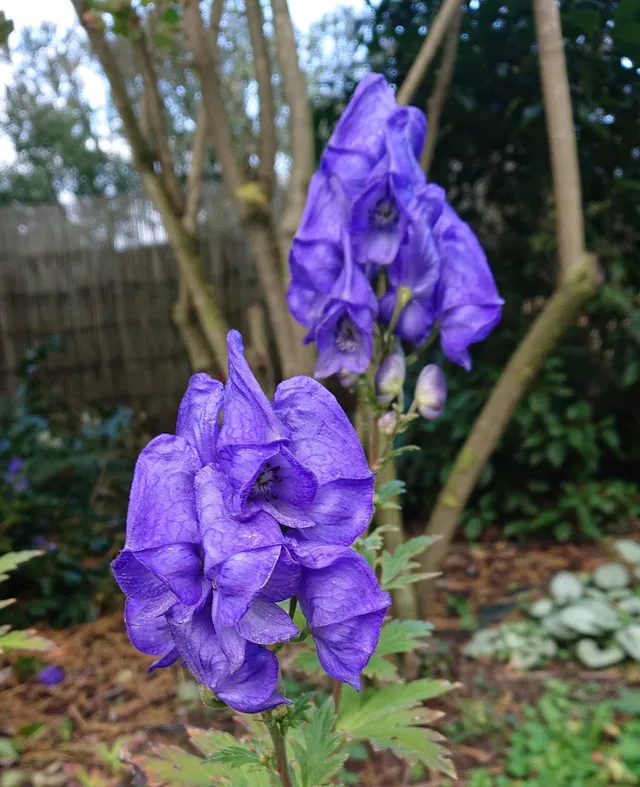 Passion Vivaces Aconitum carmichaelii Wilsonii plante vivace godet