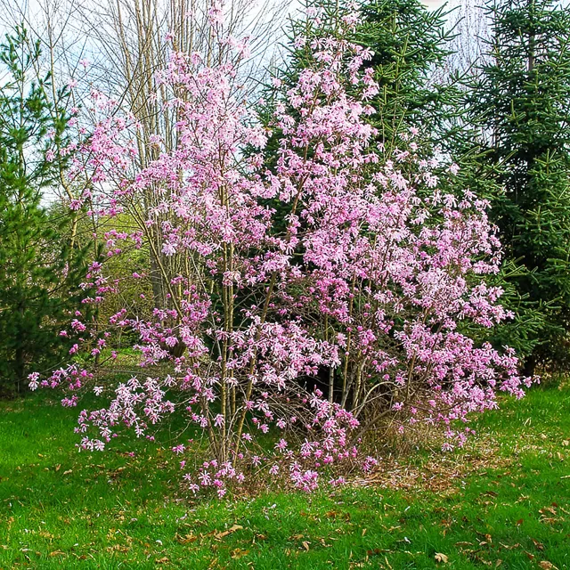Bakker Magnolia Leonard Messel arbuste pot 4,5L rose