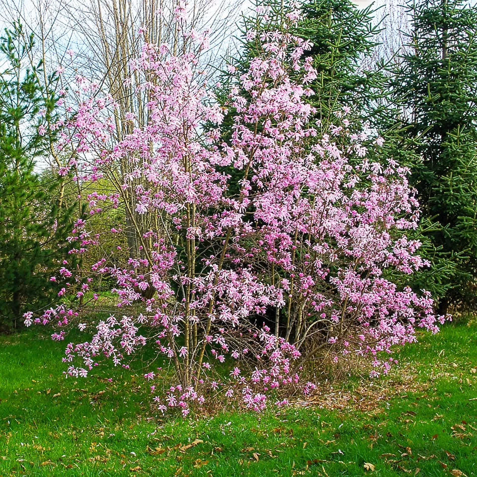 Bakker Magnolia Leonard Messel arbuste pot 4,5L rose