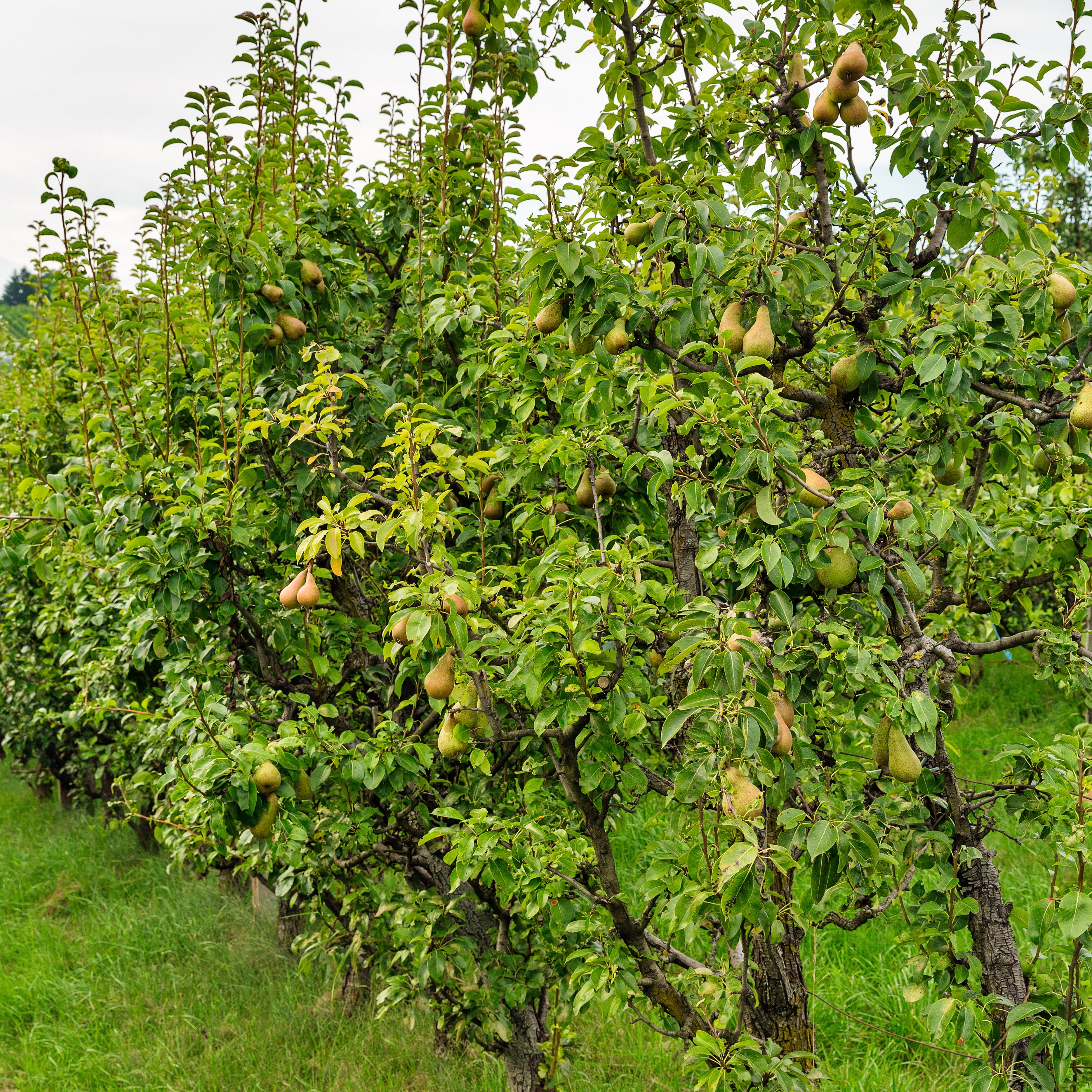 Bakker Fruitiers Poirier Conférence motte scion 80-100cm