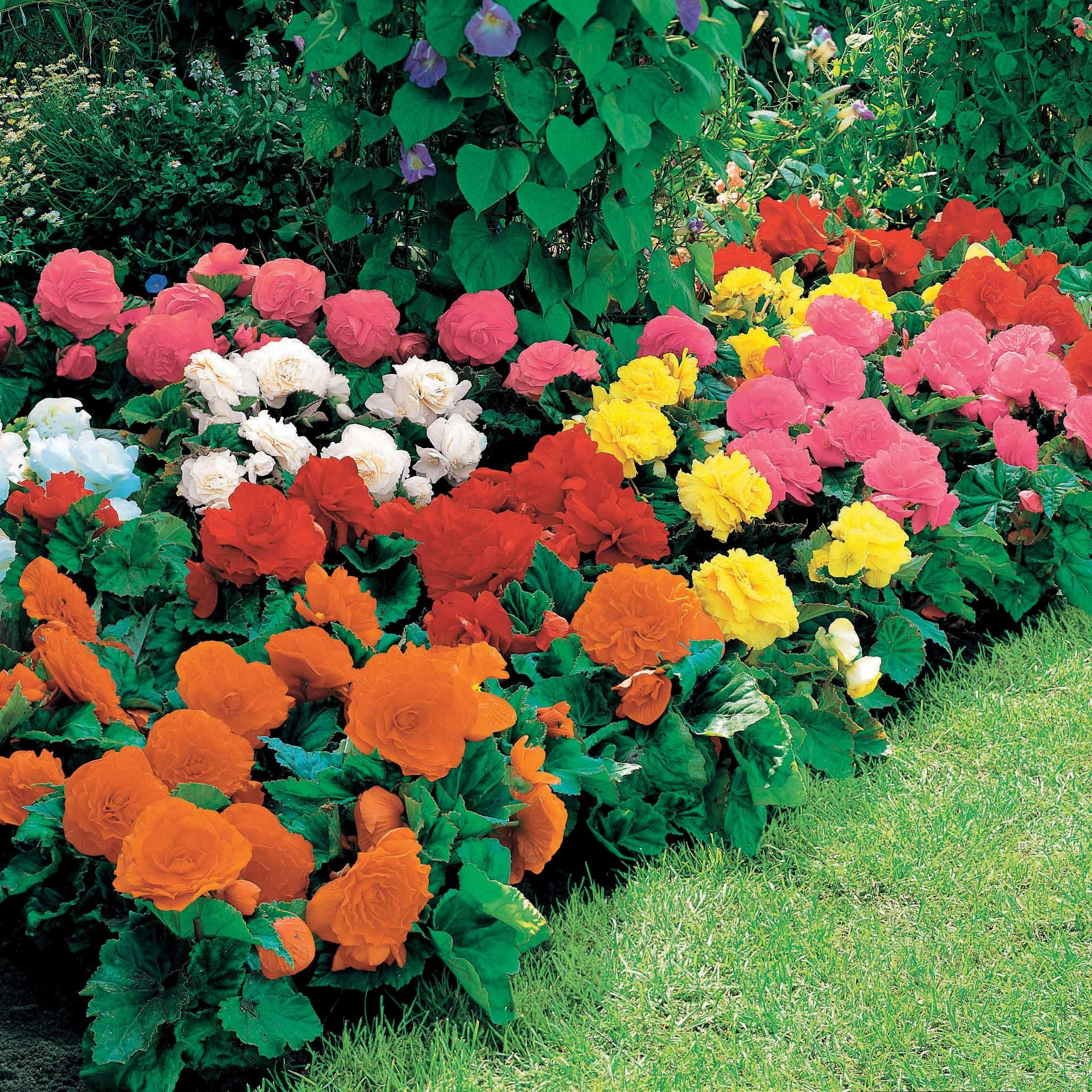 Bakker Bégonia Non Stop bulbe mélange 16 bulbes couleurs
