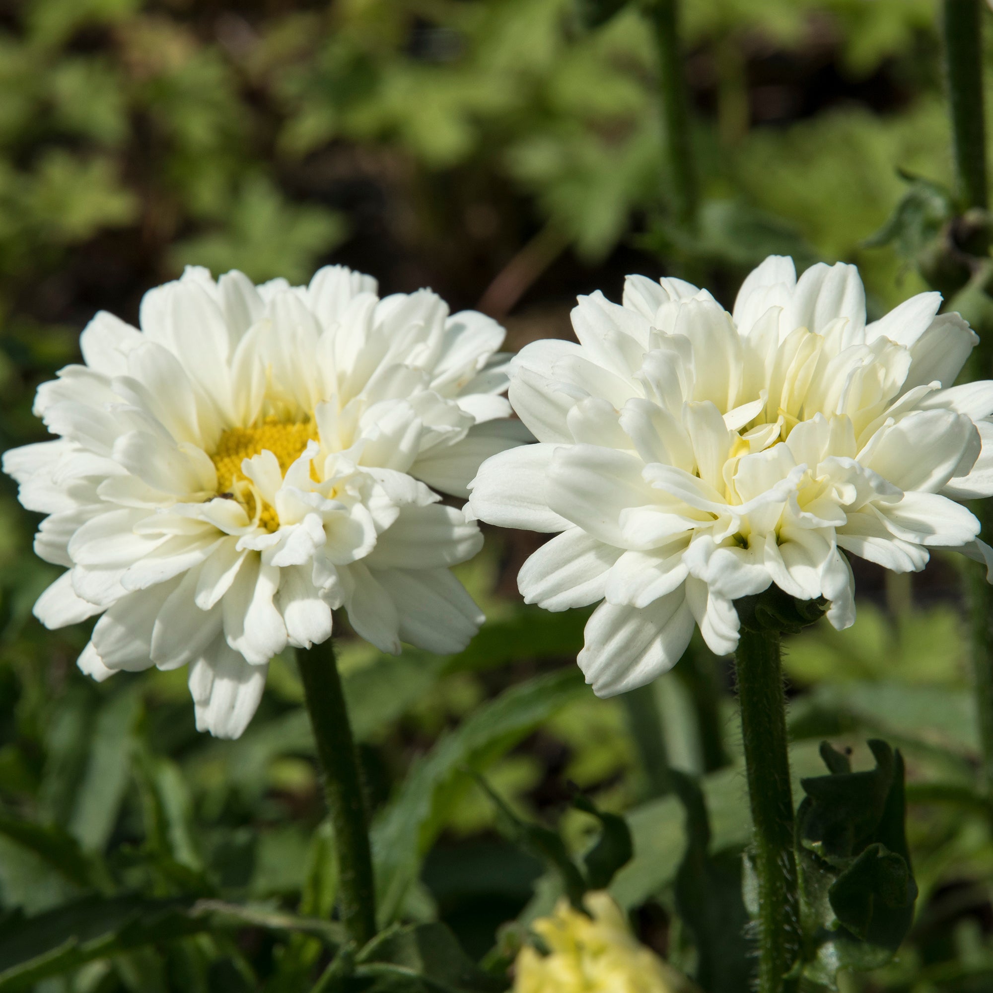 Bakker Victorian Secret marguerite d'été pot 8cm blanc rosé