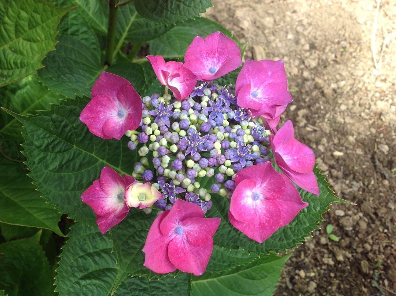 Hortensias du Haut Bois Hydrangea macrophylla Bergfink hortensia