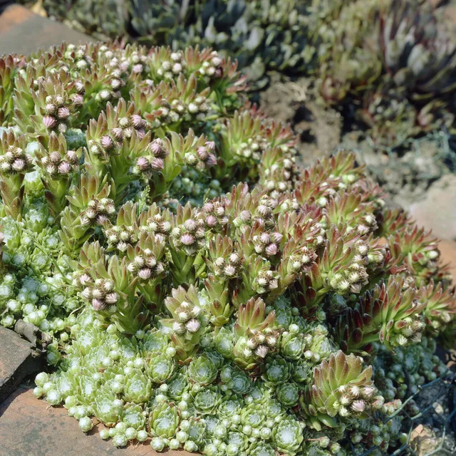 Bakker Joubarbe toile d'araignée succulente pot 9cm