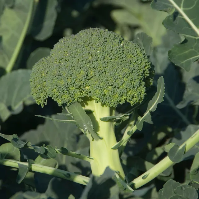 Bakker Chou Brocoli Calabrese Natalino graines 1g