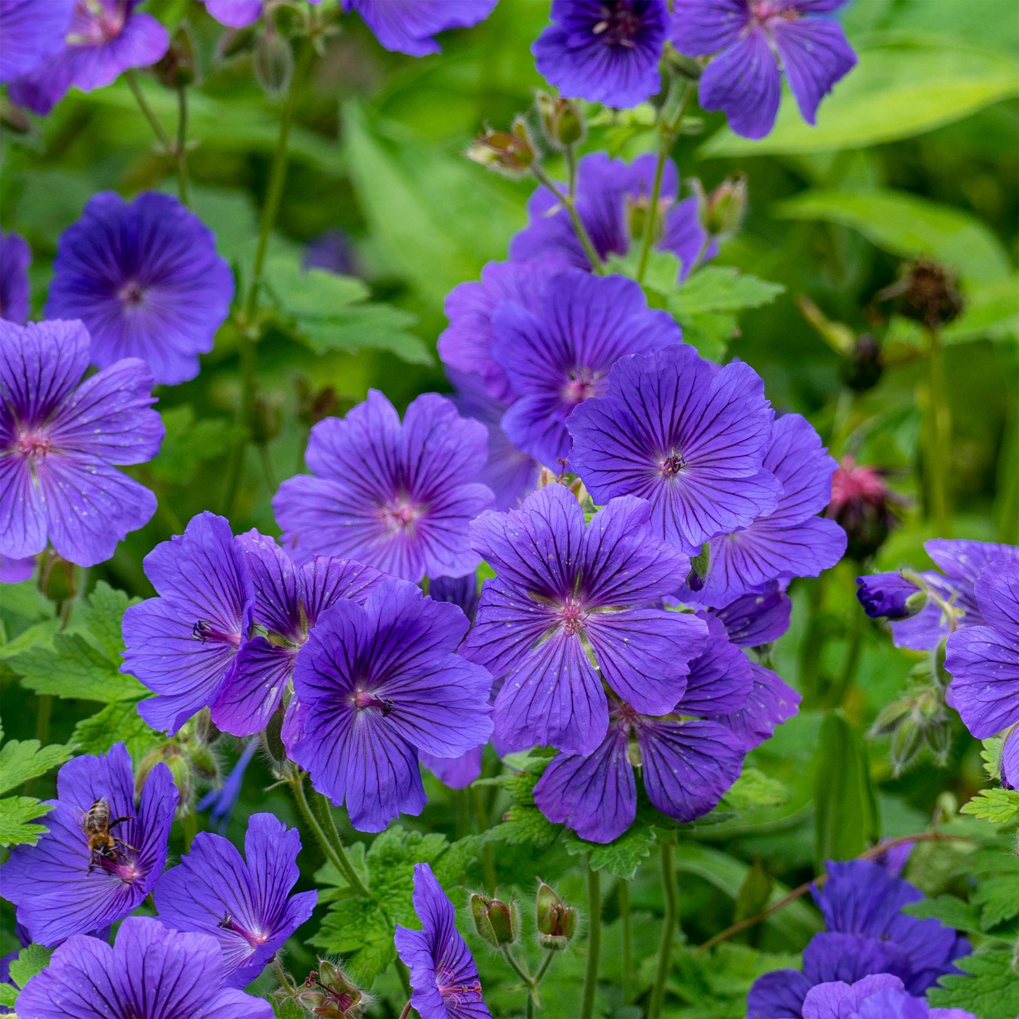 Bakker Géranium vivace Rosemoor fleur violette pot 9cm