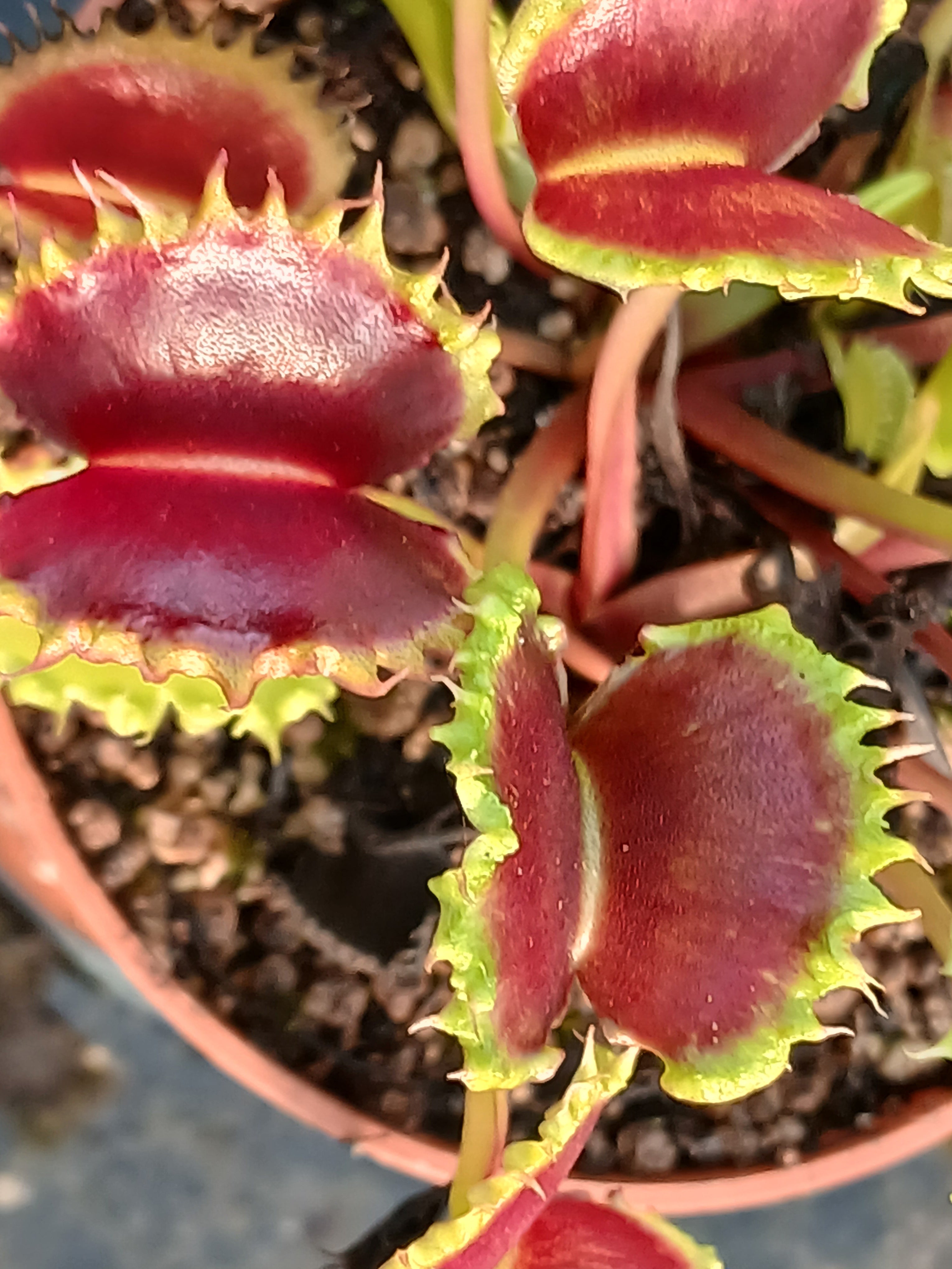 Carniflore Dionée Zipp attrape-mouche piège rouge pot 9 cm