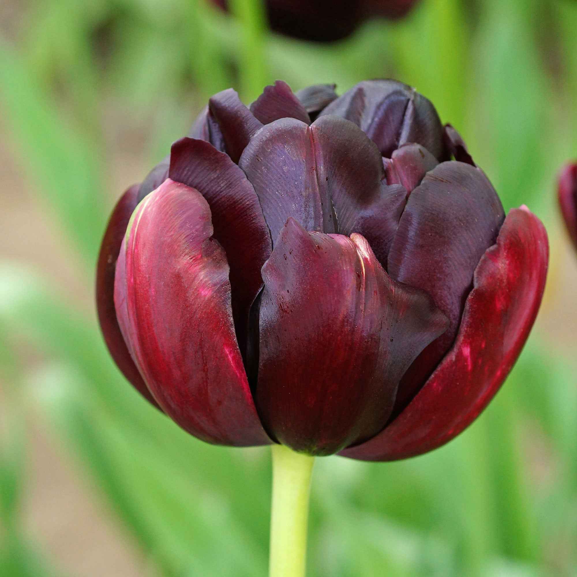 Bakker Bulbes 10 Tulipes Pivoine Black Hero bulbes 12cm+
