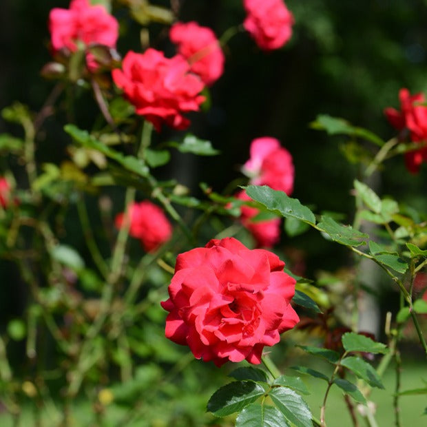 Bakker Rosiers Shalom rosier racine nue 3+ branches rouge