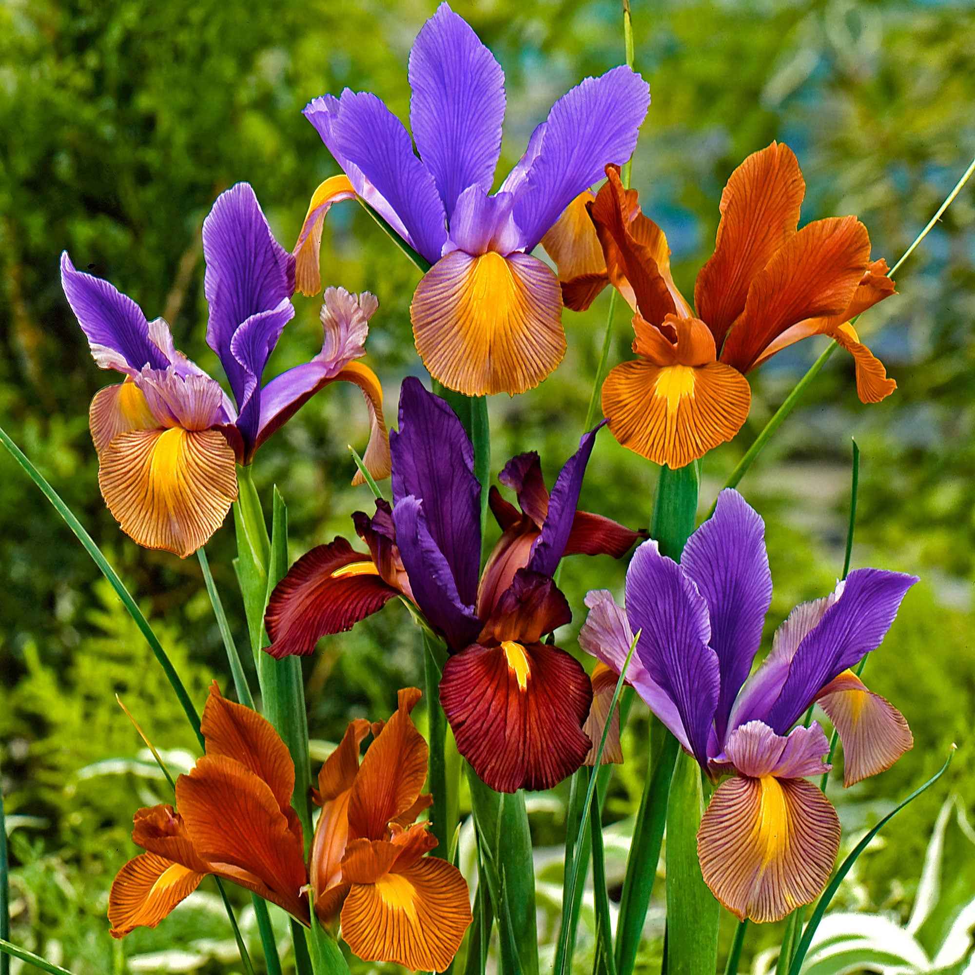 Bakker Iris Hollande Tiger bulbes sachet 40 veiné