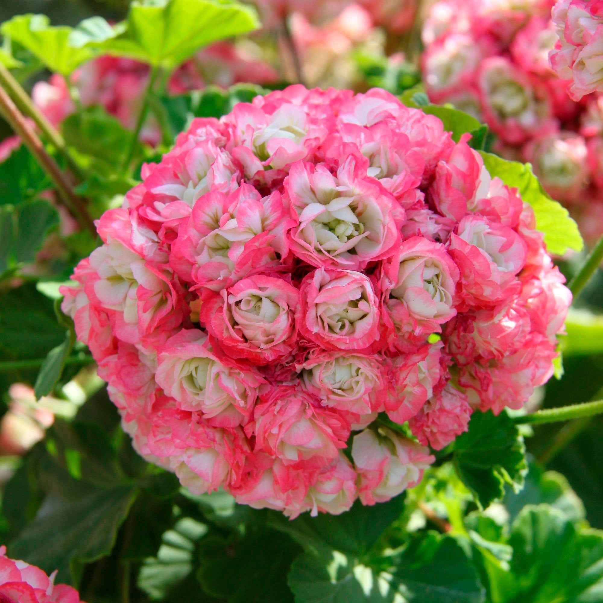 Bakker Géraniums rose abricot Apple Blossom 3 pots Ø10,5cm